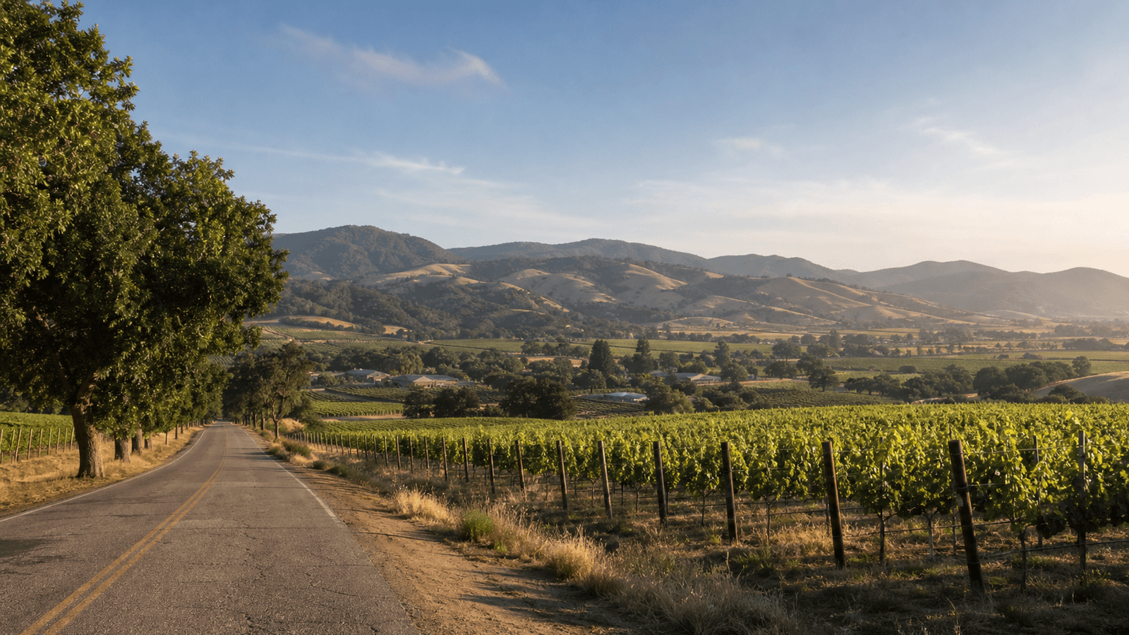Narrow road beside vineyards and dry hills