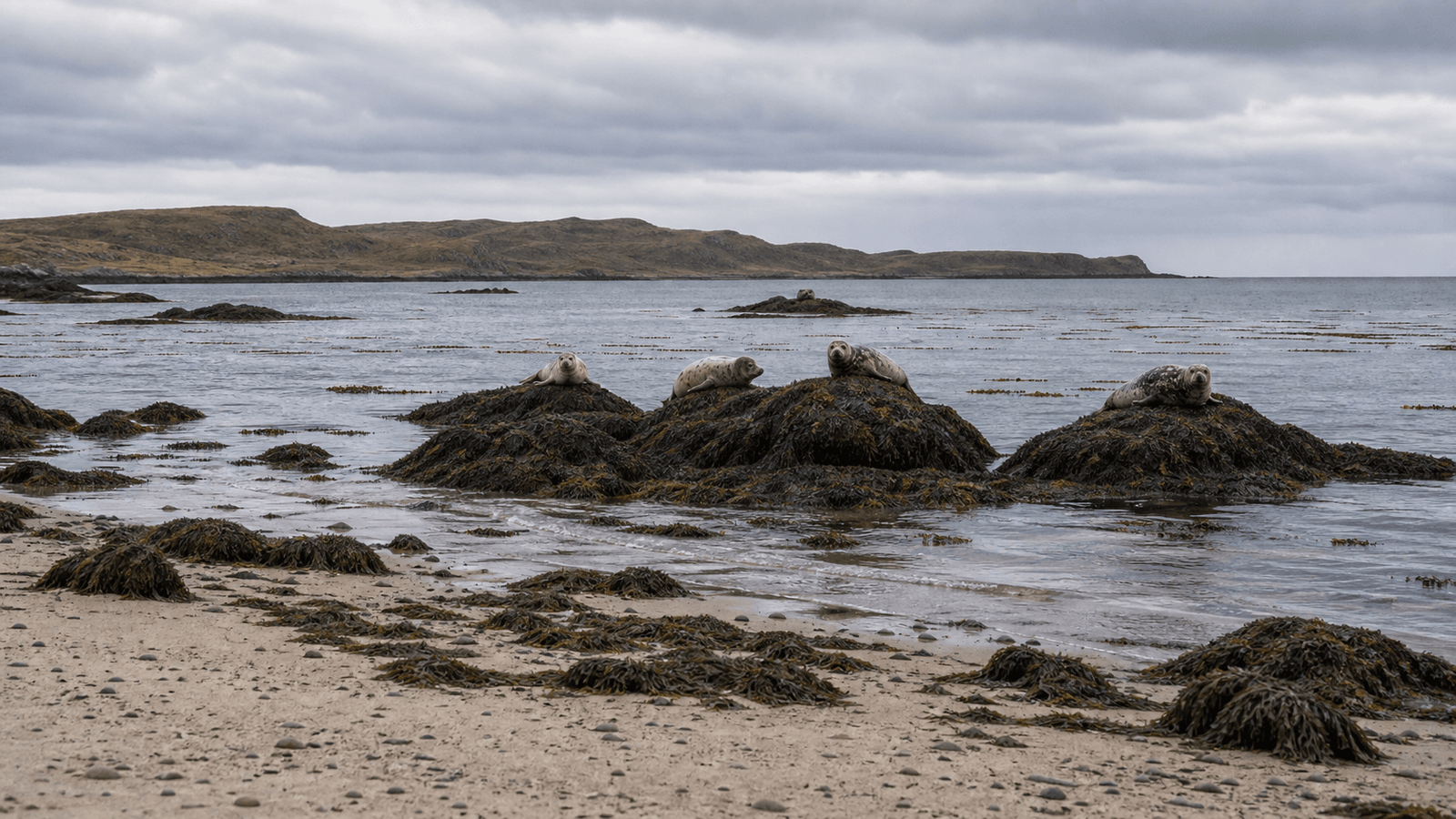 Seals on a rocky shore