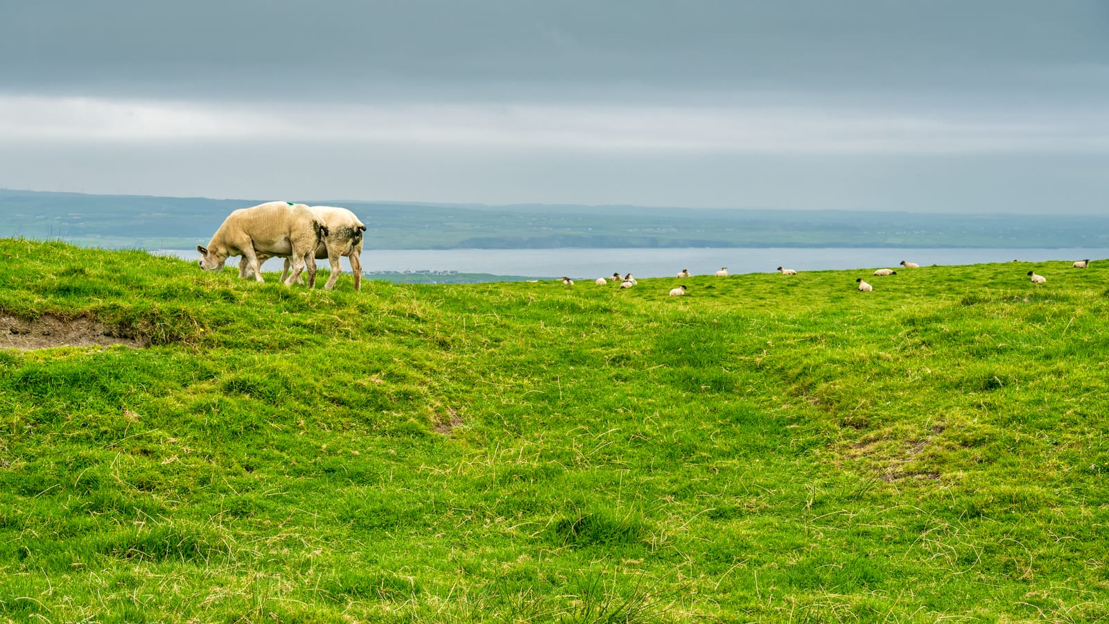 Cliffs of Moher Guide
