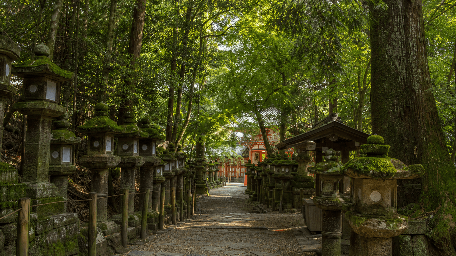 Woodland path lined with moss-covered stone lanterns, with a red shrine building beyond