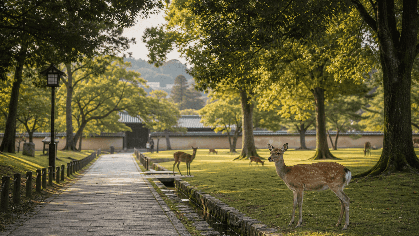 Several deer grazing beside a paved path beneath trees