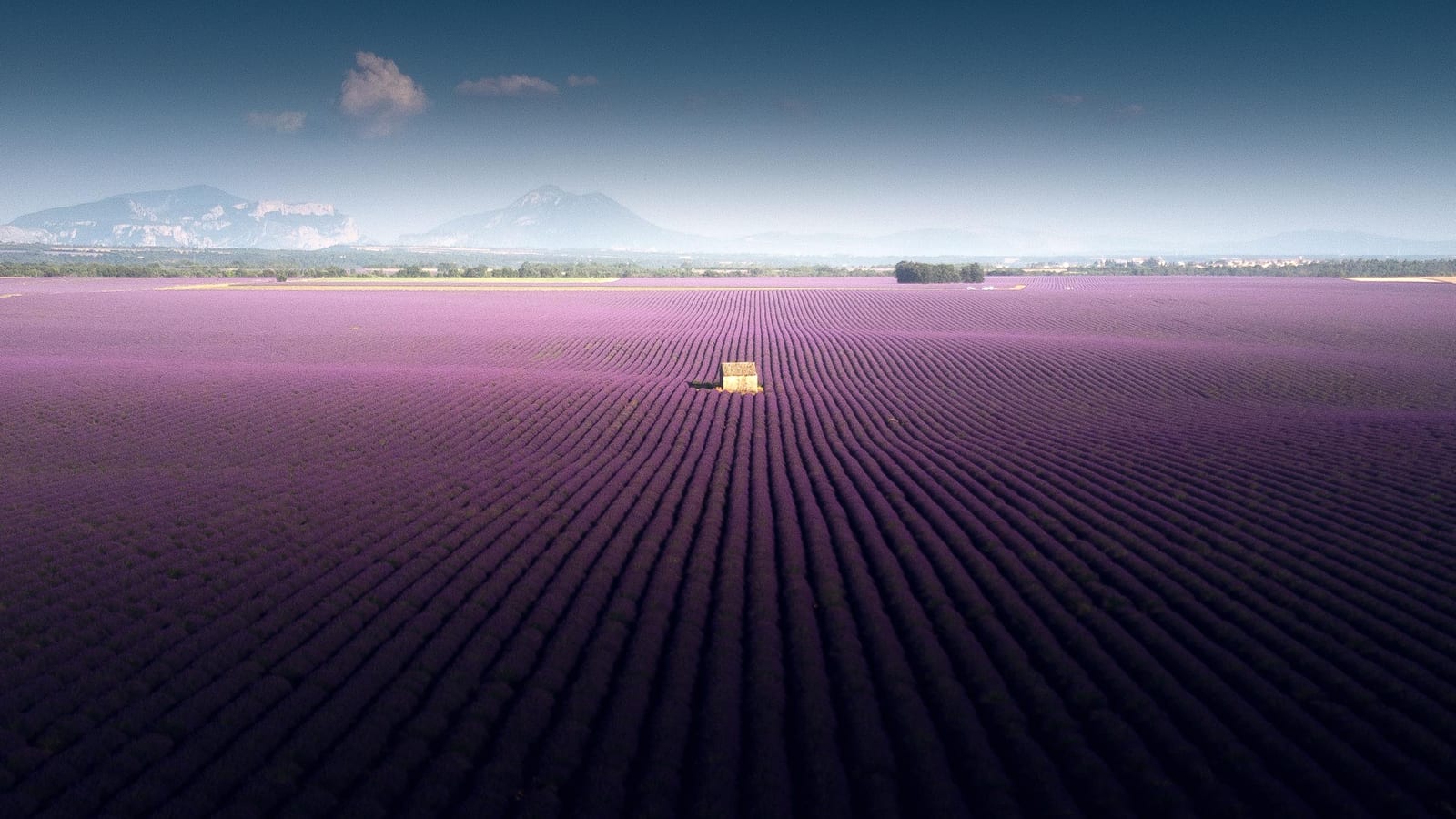 Provence Lavender Fields Guide